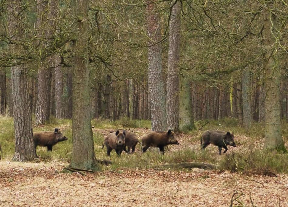 Sfeervol Chalet De Dassenburcht Emst Luaran gambar